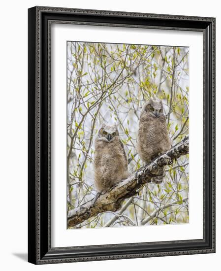 Wyoming, Two Great Horned Owls Sit in a Cottonwood Tree after Recently Fledging their Nest-Elizabeth Boehm-Framed Photographic Print