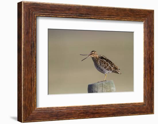 Wyoming, Wilsons Snipe Yawning and Showing Flexible Upper Mandible-Elizabeth Boehm-Framed Photographic Print