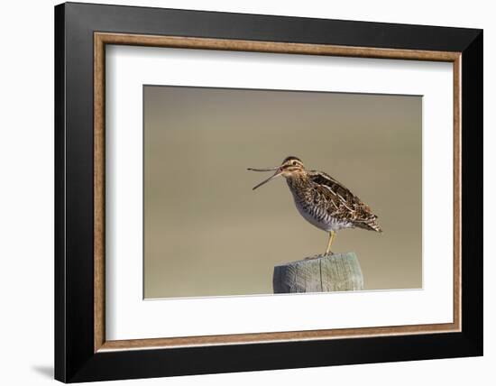 Wyoming, Wilsons Snipe Yawning and Showing Flexible Upper Mandible-Elizabeth Boehm-Framed Photographic Print