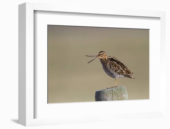 Wyoming, Wilsons Snipe Yawning and Showing Flexible Upper Mandible-Elizabeth Boehm-Framed Photographic Print