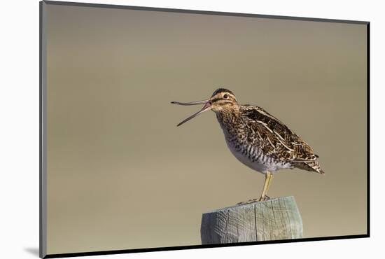 Wyoming, Wilsons Snipe Yawning and Showing Flexible Upper Mandible-Elizabeth Boehm-Mounted Photographic Print