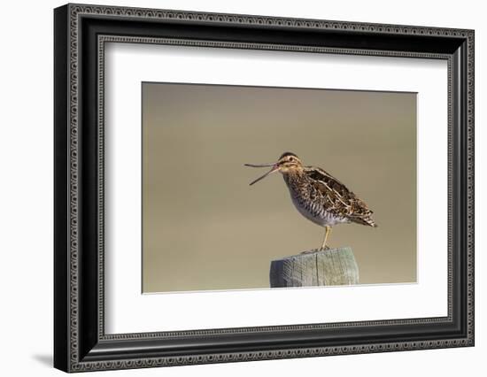 Wyoming, Wilsons Snipe Yawning and Showing Flexible Upper Mandible-Elizabeth Boehm-Framed Photographic Print