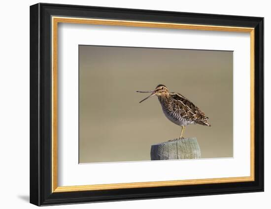 Wyoming, Wilsons Snipe Yawning and Showing Flexible Upper Mandible-Elizabeth Boehm-Framed Photographic Print