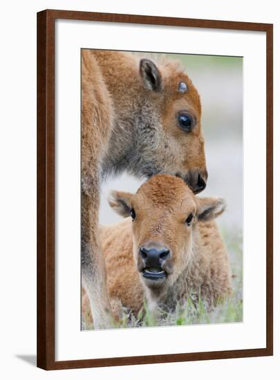 Wyoming, Yellowstone National Park, a Bison Calf Nuzzles Another to Play-Elizabeth Boehm-Framed Photographic Print