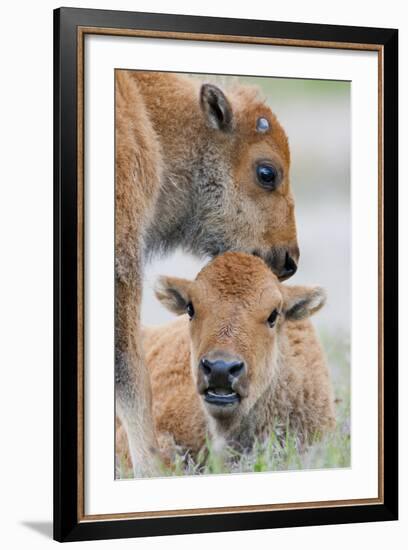 Wyoming, Yellowstone National Park, a Bison Calf Nuzzles Another to Play-Elizabeth Boehm-Framed Photographic Print