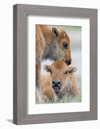 Wyoming, Yellowstone National Park, a Bison Calf Nuzzles Another to Play-Elizabeth Boehm-Framed Photographic Print