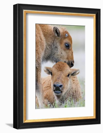 Wyoming, Yellowstone National Park, a Bison Calf Nuzzles Another to Play-Elizabeth Boehm-Framed Photographic Print
