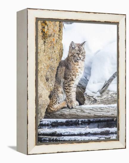 Wyoming, Yellowstone National Park, a Bobcat Sits Along the Madison River, Winter-Elizabeth Boehm-Framed Premier Image Canvas