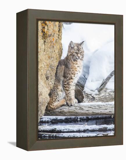 Wyoming, Yellowstone National Park, a Bobcat Sits Along the Madison River, Winter-Elizabeth Boehm-Framed Premier Image Canvas