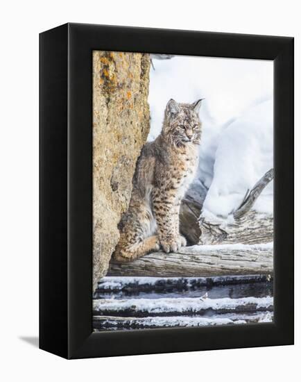 Wyoming, Yellowstone National Park, a Bobcat Sits Along the Madison River, Winter-Elizabeth Boehm-Framed Premier Image Canvas