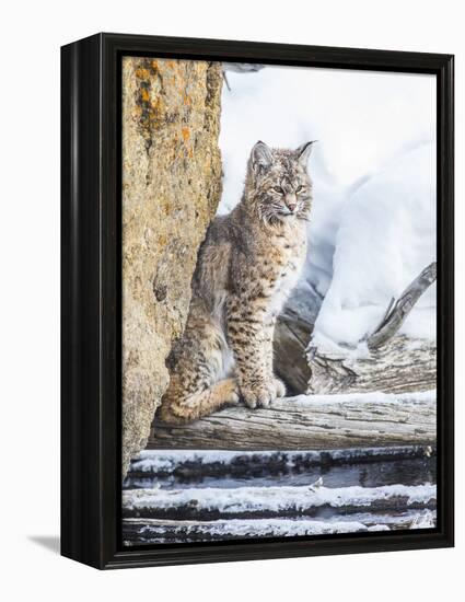 Wyoming, Yellowstone National Park, a Bobcat Sits Along the Madison River, Winter-Elizabeth Boehm-Framed Premier Image Canvas