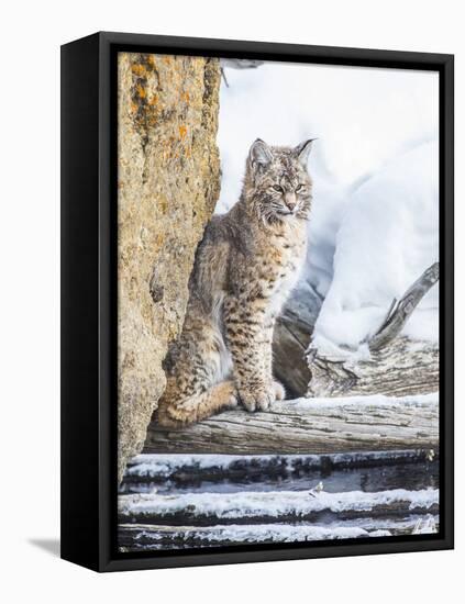 Wyoming, Yellowstone National Park, a Bobcat Sits Along the Madison River, Winter-Elizabeth Boehm-Framed Premier Image Canvas