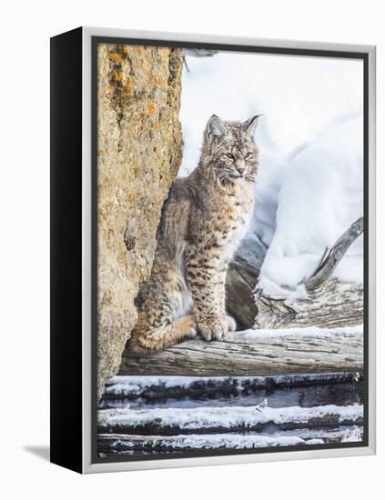 Wyoming, Yellowstone National Park, a Bobcat Sits Along the Madison River, Winter-Elizabeth Boehm-Framed Premier Image Canvas