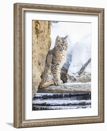 Wyoming, Yellowstone National Park, a Bobcat Sits Along the Madison River, Winter-Elizabeth Boehm-Framed Photographic Print