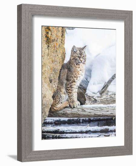 Wyoming, Yellowstone National Park, a Bobcat Sits Along the Madison River, Winter-Elizabeth Boehm-Framed Photographic Print