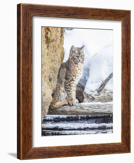 Wyoming, Yellowstone National Park, a Bobcat Sits Along the Madison River, Winter-Elizabeth Boehm-Framed Photographic Print