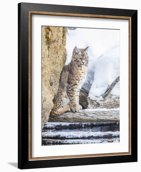 Wyoming, Yellowstone National Park, a Bobcat Sits Along the Madison River, Winter-Elizabeth Boehm-Framed Photographic Print