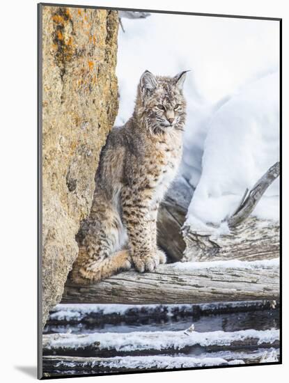 Wyoming, Yellowstone National Park, a Bobcat Sits Along the Madison River, Winter-Elizabeth Boehm-Mounted Photographic Print