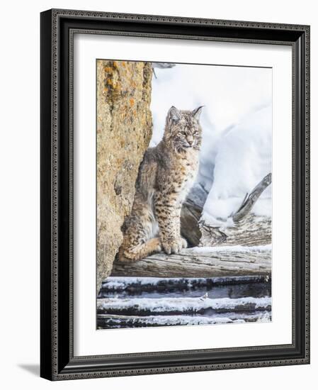 Wyoming, Yellowstone National Park, a Bobcat Sits Along the Madison River, Winter-Elizabeth Boehm-Framed Photographic Print