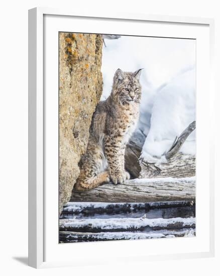 Wyoming, Yellowstone National Park, a Bobcat Sits Along the Madison River, Winter-Elizabeth Boehm-Framed Photographic Print