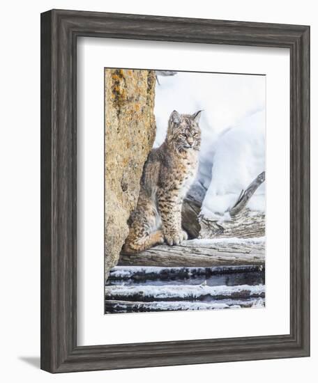 Wyoming, Yellowstone National Park, a Bobcat Sits Along the Madison River, Winter-Elizabeth Boehm-Framed Photographic Print