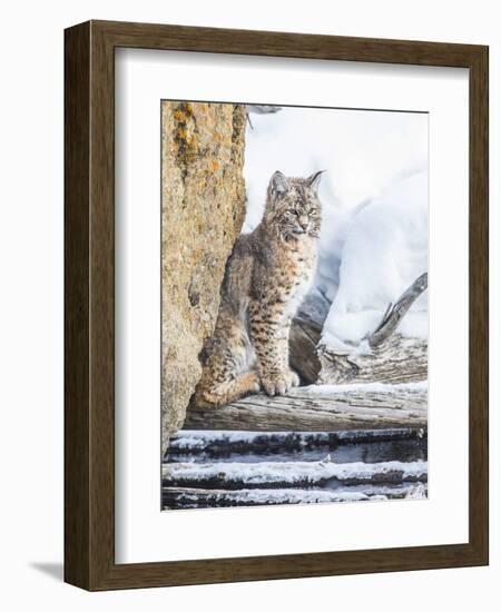 Wyoming, Yellowstone National Park, a Bobcat Sits Along the Madison River, Winter-Elizabeth Boehm-Framed Photographic Print