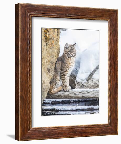 Wyoming, Yellowstone National Park, a Bobcat Sits Along the Madison River, Winter-Elizabeth Boehm-Framed Photographic Print