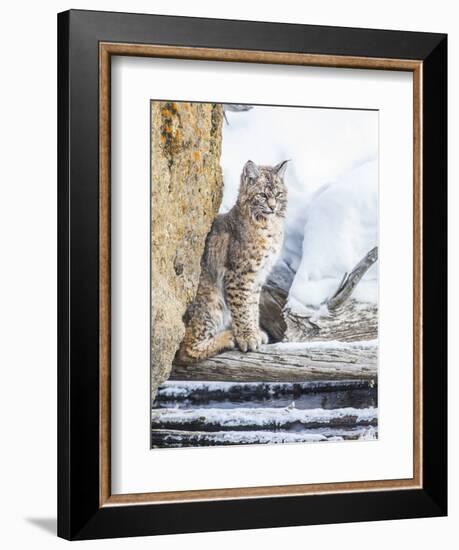 Wyoming, Yellowstone National Park, a Bobcat Sits Along the Madison River, Winter-Elizabeth Boehm-Framed Photographic Print