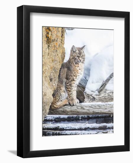 Wyoming, Yellowstone National Park, a Bobcat Sits Along the Madison River, Winter-Elizabeth Boehm-Framed Photographic Print