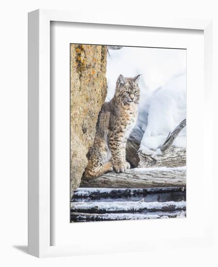 Wyoming, Yellowstone National Park, a Bobcat Sits Along the Madison River, Winter-Elizabeth Boehm-Framed Photographic Print