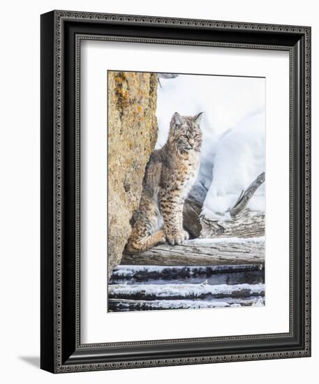 Wyoming, Yellowstone National Park, a Bobcat Sits Along the Madison River, Winter-Elizabeth Boehm-Framed Photographic Print