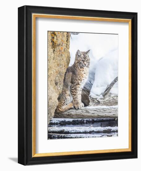 Wyoming, Yellowstone National Park, a Bobcat Sits Along the Madison River, Winter-Elizabeth Boehm-Framed Photographic Print