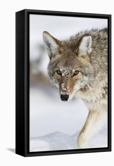 Wyoming, Yellowstone National Park, a coyote walking along the a snowy river during the wintertime.-Elizabeth Boehm-Framed Premier Image Canvas