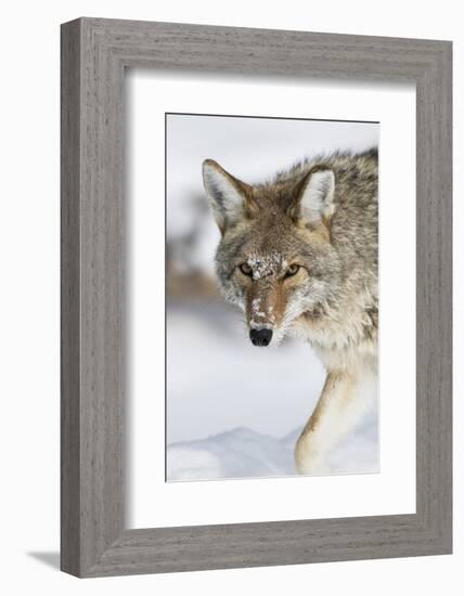 Wyoming, Yellowstone National Park, a coyote walking along the a snowy river during the wintertime.-Elizabeth Boehm-Framed Photographic Print