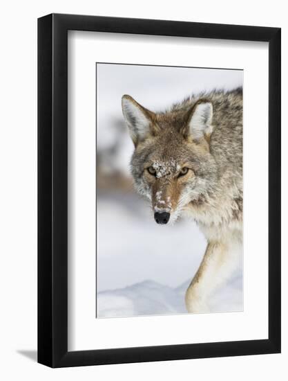 Wyoming, Yellowstone National Park, a coyote walking along the a snowy river during the wintertime.-Elizabeth Boehm-Framed Photographic Print