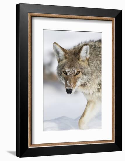 Wyoming, Yellowstone National Park, a coyote walking along the a snowy river during the wintertime.-Elizabeth Boehm-Framed Photographic Print