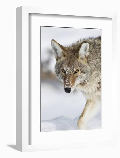 Wyoming, Yellowstone National Park, a coyote walking along the a snowy river during the wintertime.-Elizabeth Boehm-Framed Photographic Print