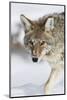 Wyoming, Yellowstone National Park, a coyote walking along the a snowy river during the wintertime.-Elizabeth Boehm-Mounted Photographic Print