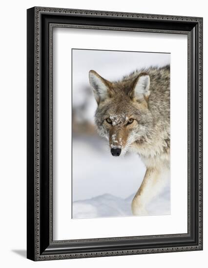 Wyoming, Yellowstone National Park, a coyote walking along the a snowy river during the wintertime.-Elizabeth Boehm-Framed Photographic Print