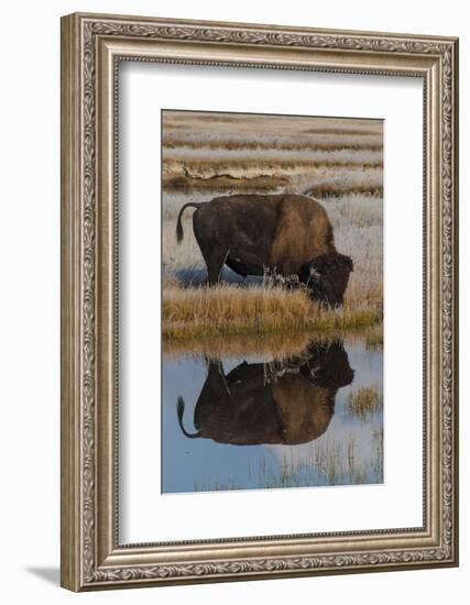 Wyoming, Yellowstone National Park. American Bison on Frosty Morning with Reflection in a Pool-Judith Zimmerman-Framed Photographic Print