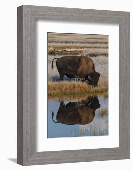 Wyoming, Yellowstone National Park. American Bison on Frosty Morning with Reflection in a Pool-Judith Zimmerman-Framed Photographic Print