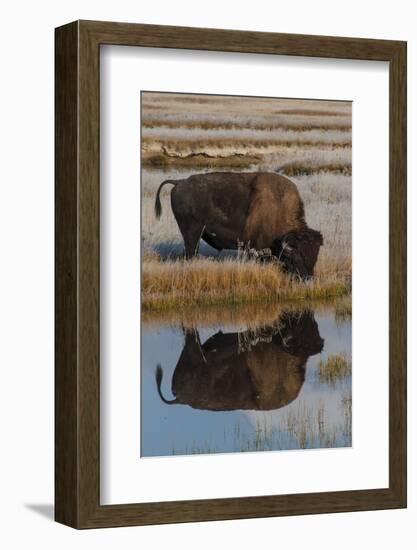 Wyoming, Yellowstone National Park. American Bison on Frosty Morning with Reflection in a Pool-Judith Zimmerman-Framed Photographic Print