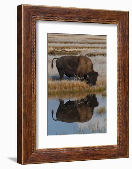 Wyoming, Yellowstone National Park. American Bison on Frosty Morning with Reflection in a Pool-Judith Zimmerman-Framed Photographic Print