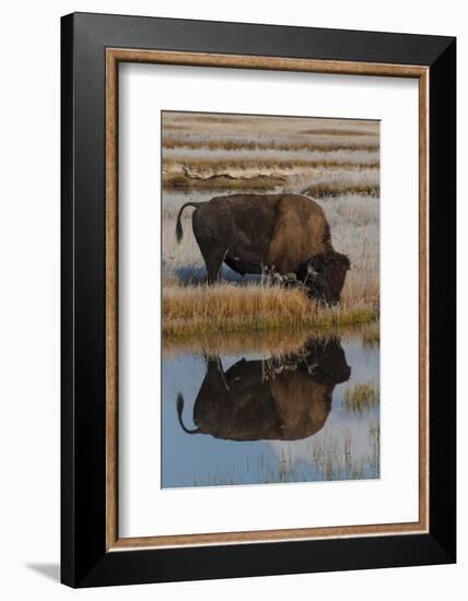 Wyoming, Yellowstone National Park. American Bison on Frosty Morning with Reflection in a Pool-Judith Zimmerman-Framed Photographic Print