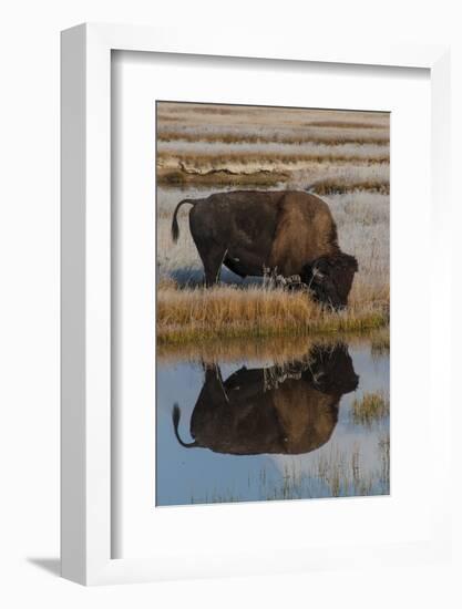 Wyoming, Yellowstone National Park. American Bison on Frosty Morning with Reflection in a Pool-Judith Zimmerman-Framed Photographic Print