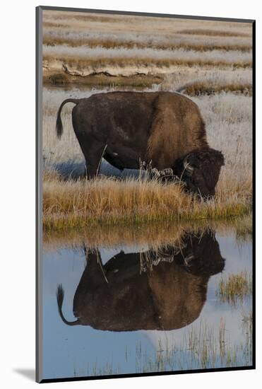 Wyoming, Yellowstone National Park. American Bison on Frosty Morning with Reflection in a Pool-Judith Zimmerman-Mounted Photographic Print