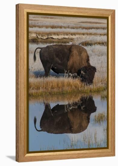 Wyoming, Yellowstone National Park. American Bison on Frosty Morning with Reflection in a Pool-Judith Zimmerman-Framed Premier Image Canvas