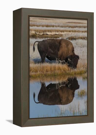 Wyoming, Yellowstone National Park. American Bison on Frosty Morning with Reflection in a Pool-Judith Zimmerman-Framed Premier Image Canvas