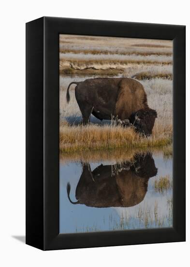 Wyoming, Yellowstone National Park. American Bison on Frosty Morning with Reflection in a Pool-Judith Zimmerman-Framed Premier Image Canvas