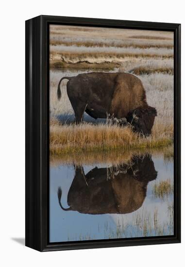 Wyoming, Yellowstone National Park. American Bison on Frosty Morning with Reflection in a Pool-Judith Zimmerman-Framed Premier Image Canvas